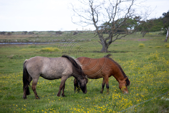 Heste ved Flyndersø i Rørvig i Odsherred