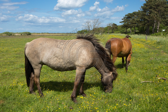 Heste ved Flyndersø i Rørvig i Odsherred