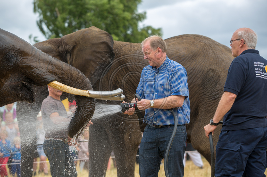 Borgmester Thomas Adelskov vasker elefanter