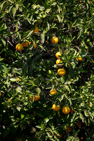 Appelsintræer