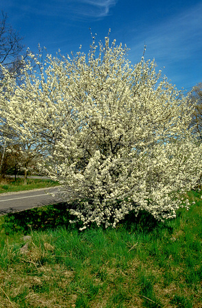 Naturen forår 04