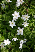 JO_00372_6611