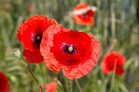 JO_00884_2171
